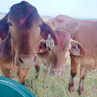 Close up of 3 tagged heifers in a paddock. Image, 喵喵直播